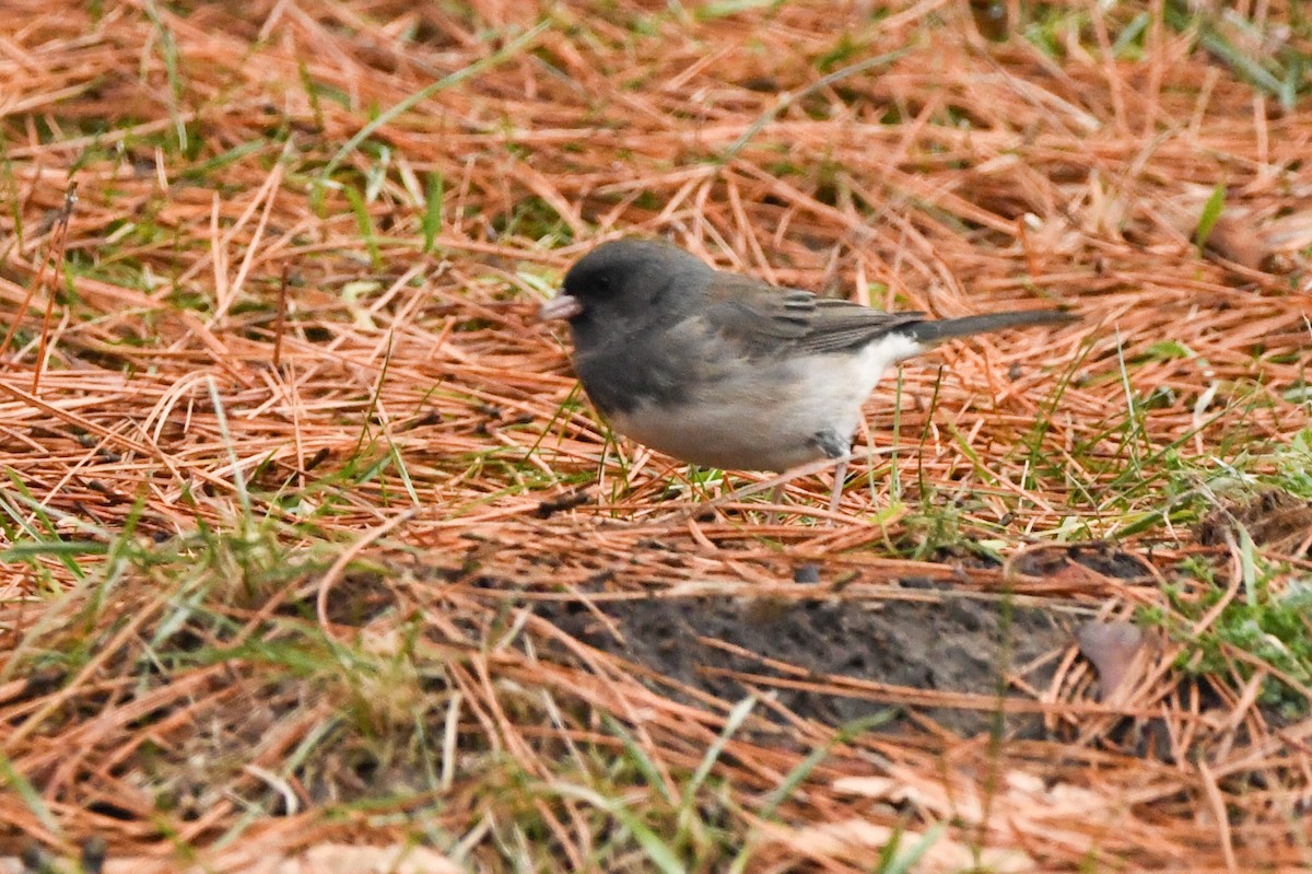 Dark-eyed Junco (Slate-colored/cismontanus) - Manny Salas