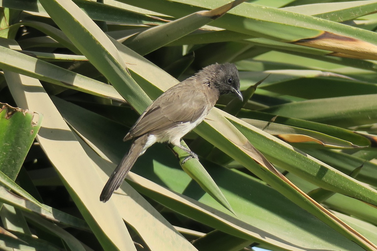 hagebylbyl - ML517927701