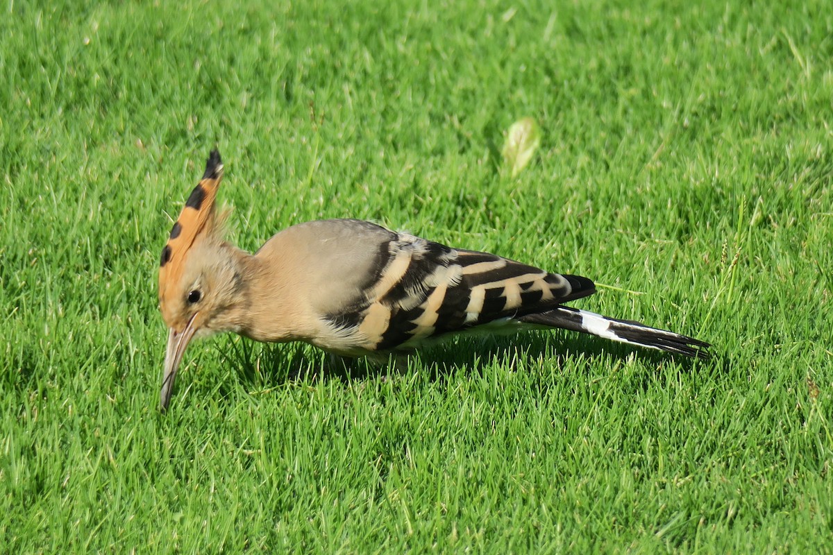 hærfugl - ML517927721