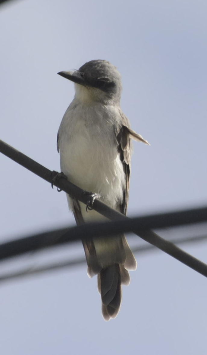 Gray Kingbird - Geoff Carpentier