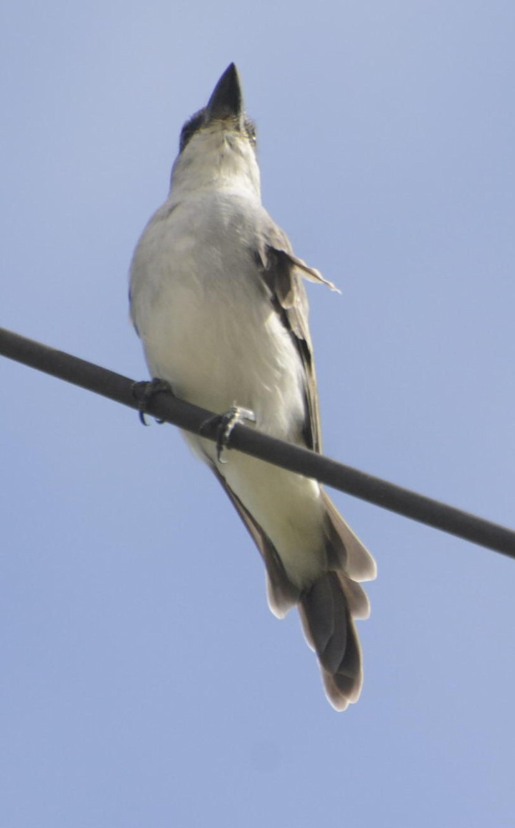 Gray Kingbird - ML517928251