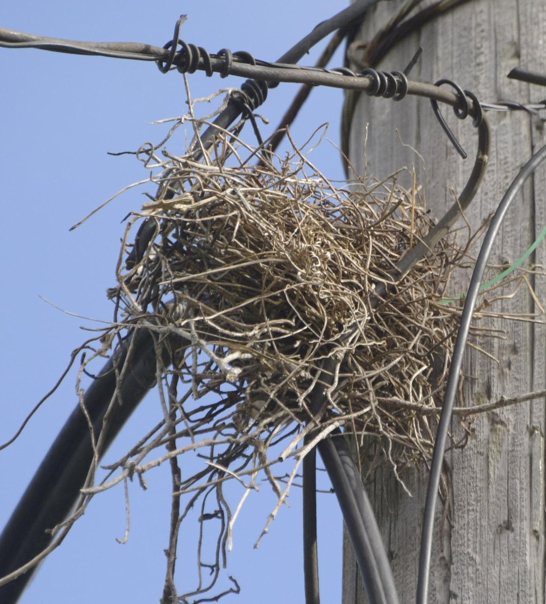 Gray Kingbird - ML517928261