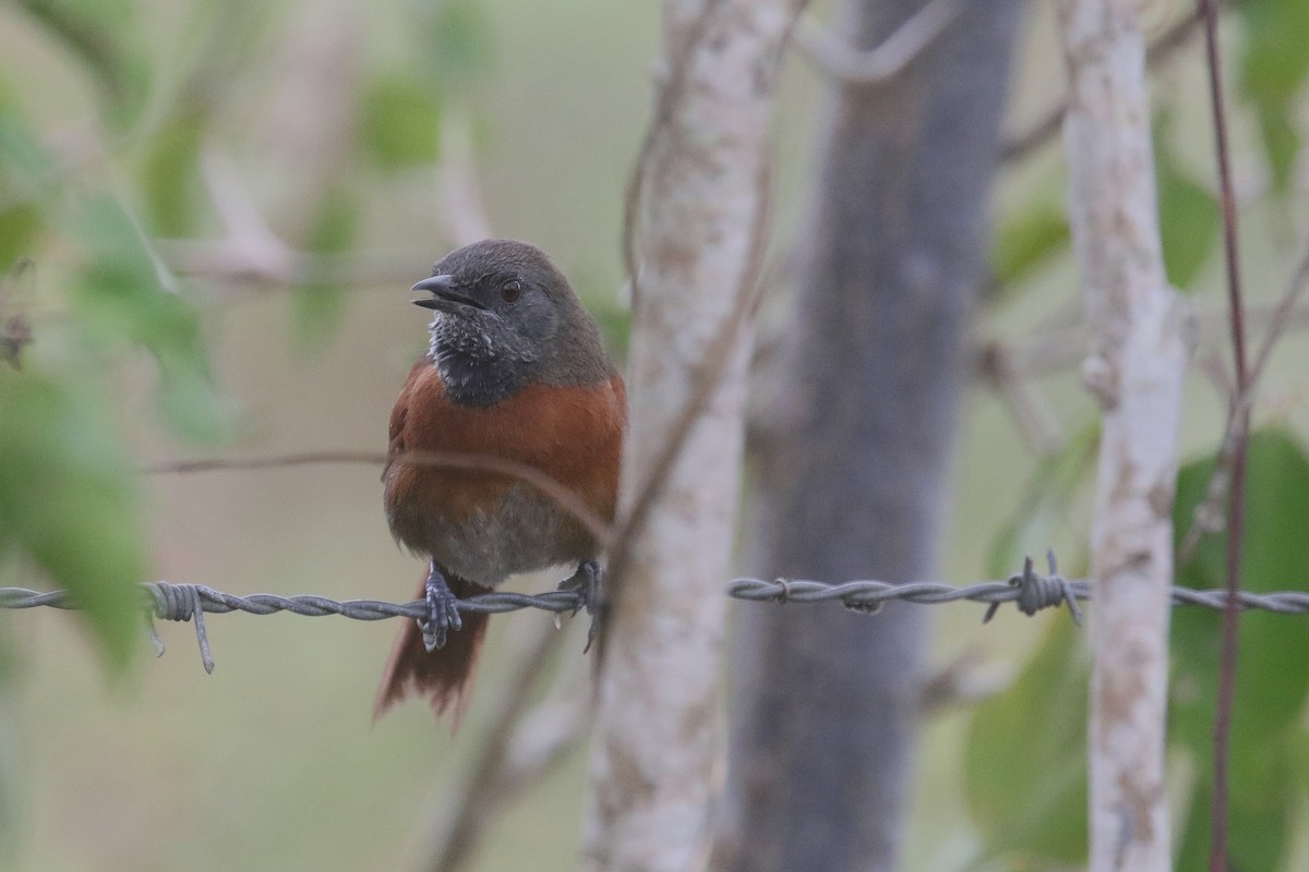 Rufous-breasted Spinetail - ML51792881