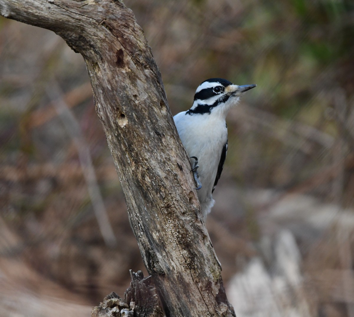 Hairy Woodpecker - ML517931061