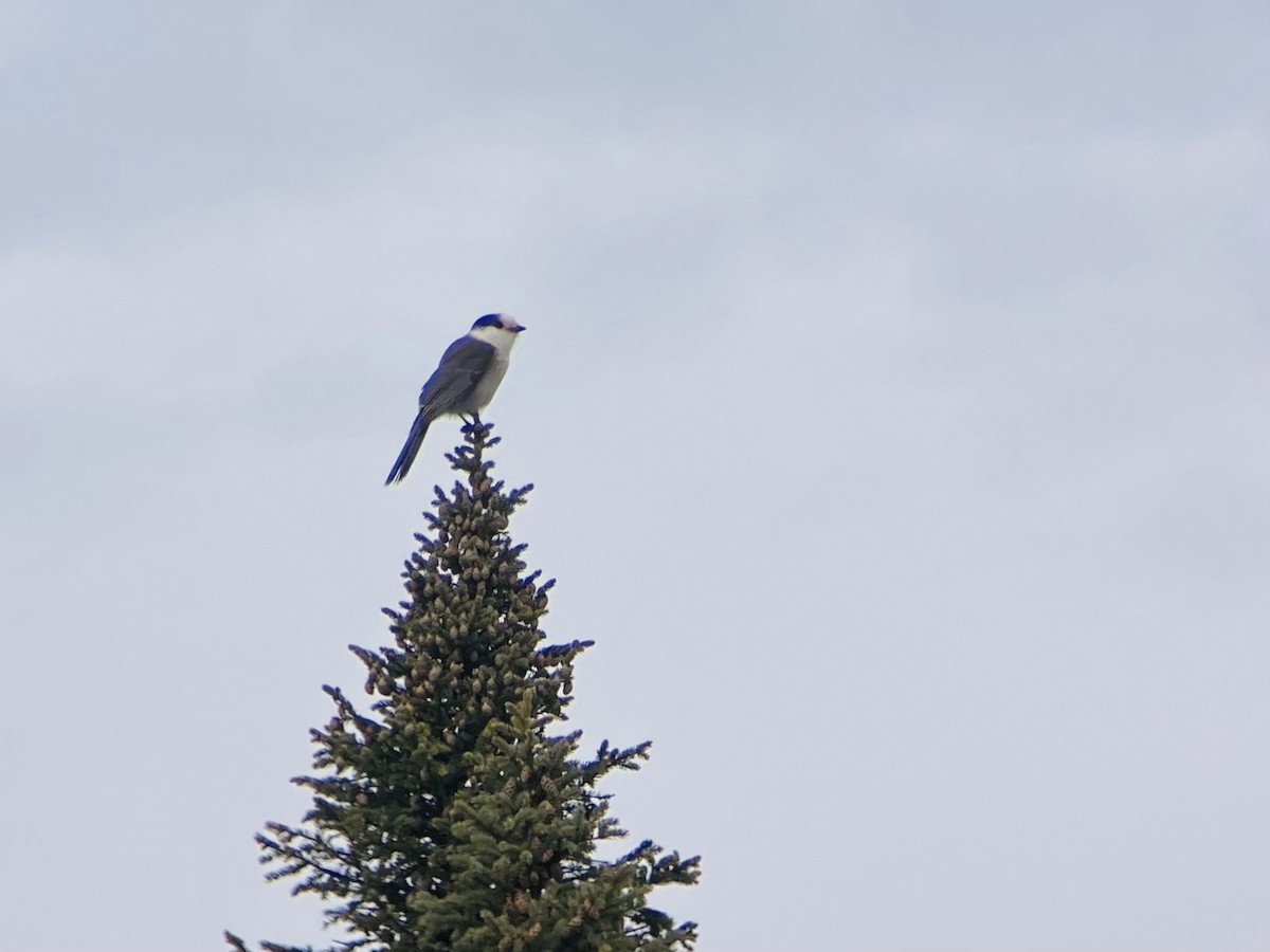 Canada Jay - Max Witynski