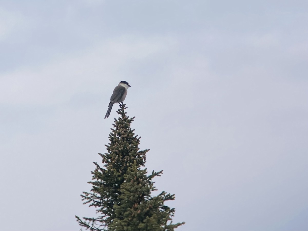 Canada Jay - Max Witynski