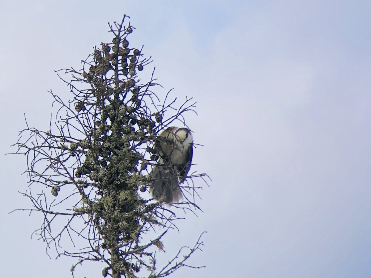 Canada Jay - ML517931271