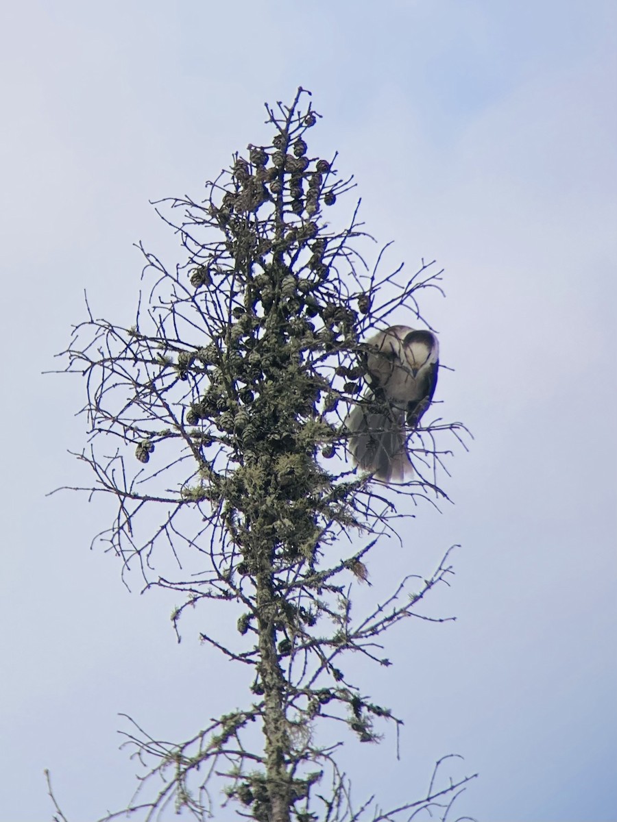 Canada Jay - ML517931281