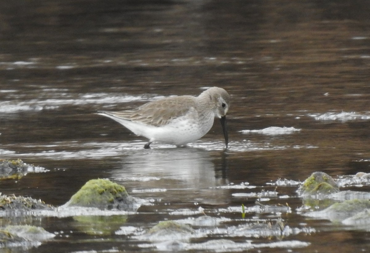 Dunlin - Steve Hosmer