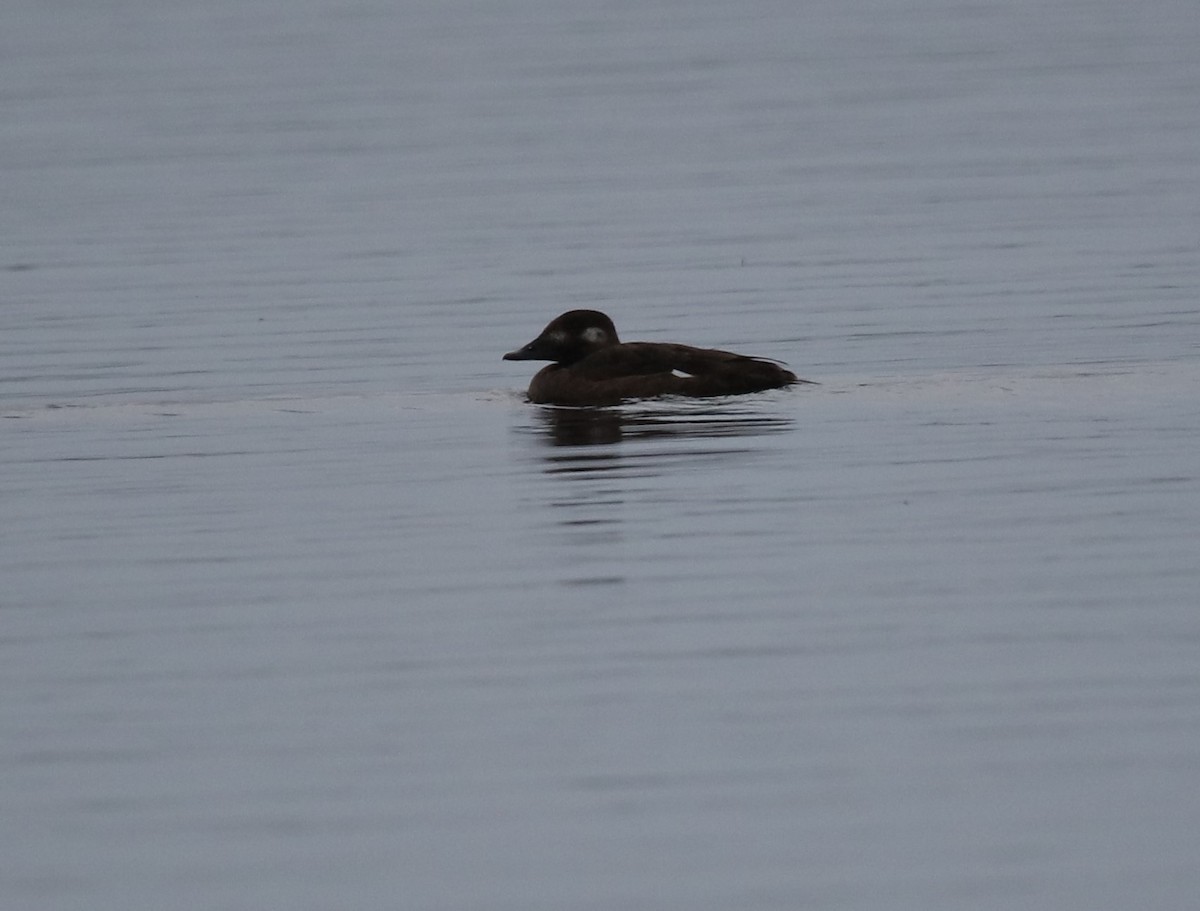 White-winged Scoter - ML517933621