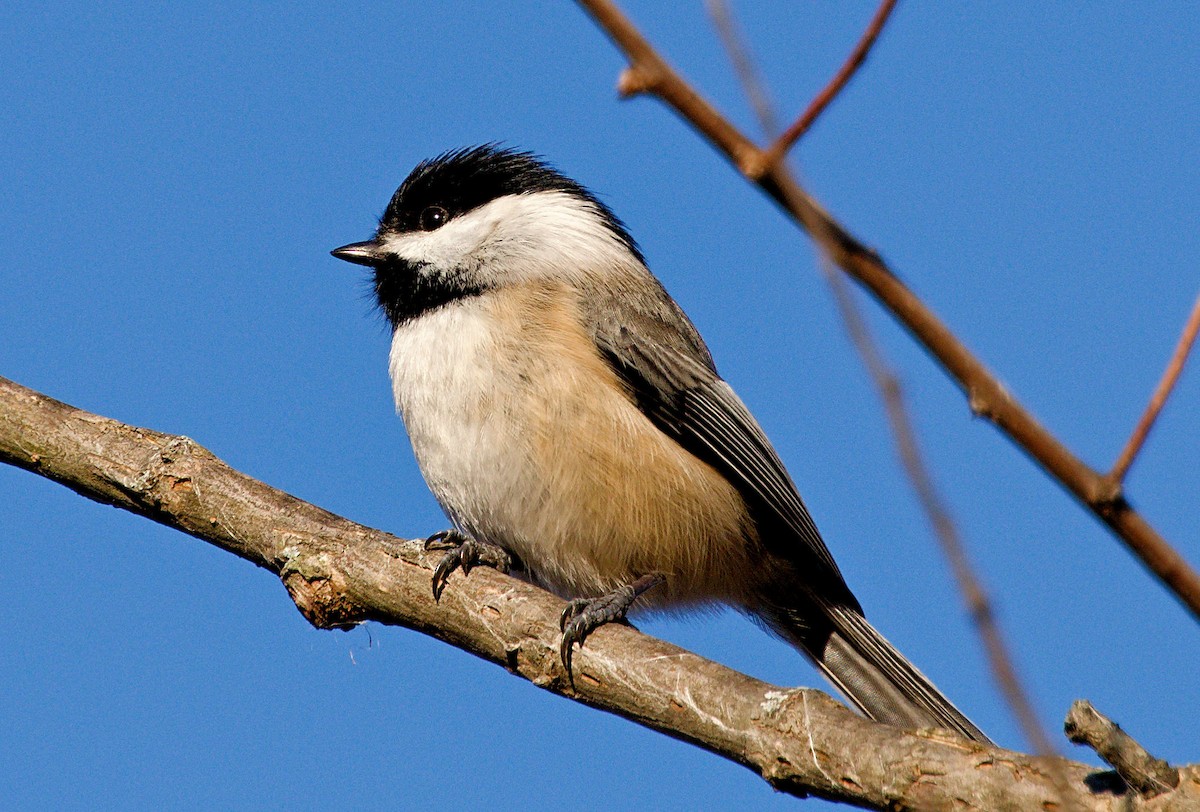 Black-capped Chickadee - ML517934161