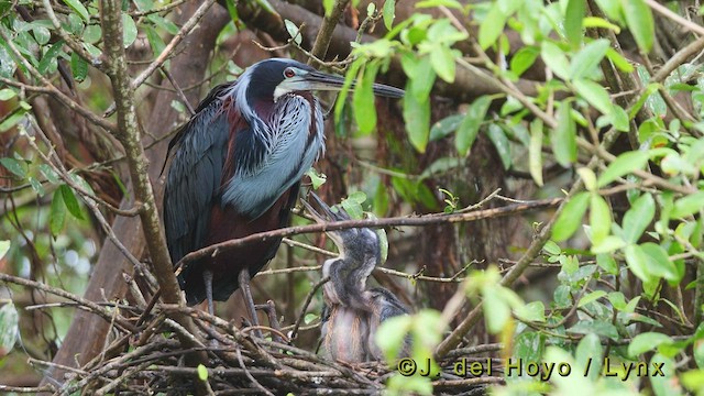 Agami Heron - ML517934781