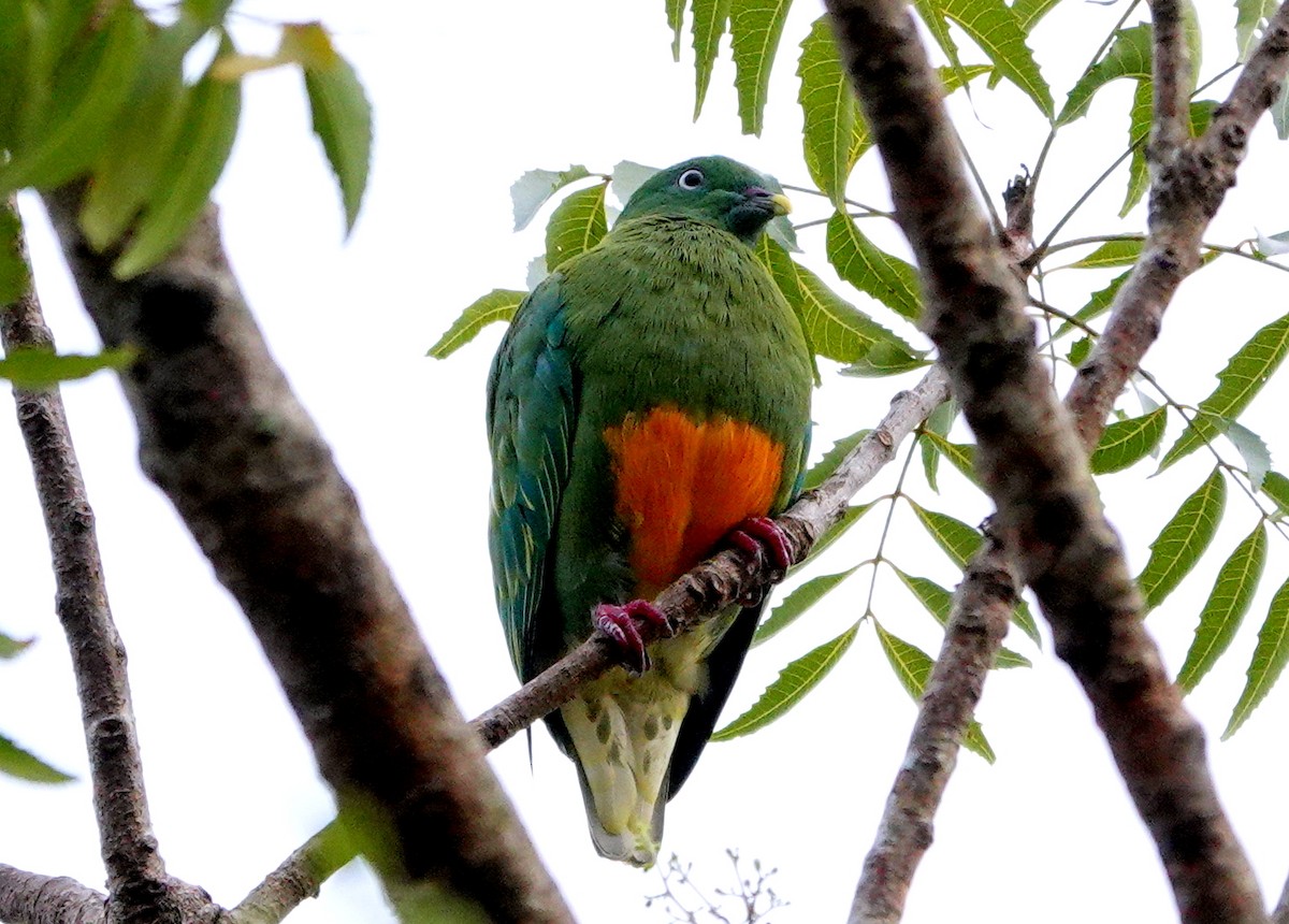 Orange-bellied Fruit-Dove - jerry pruett