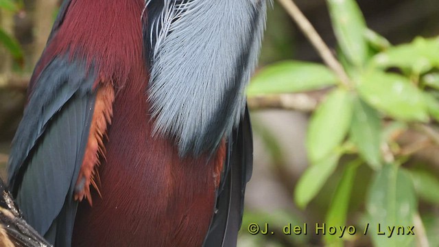 Agami Heron - ML517935301