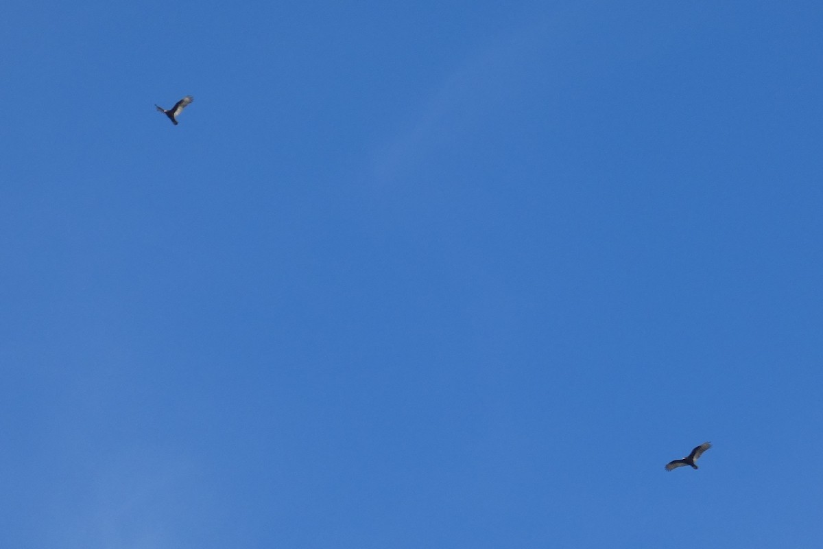 Turkey Vulture - ML517935631