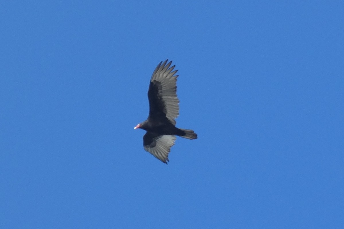 Turkey Vulture - ML517935671