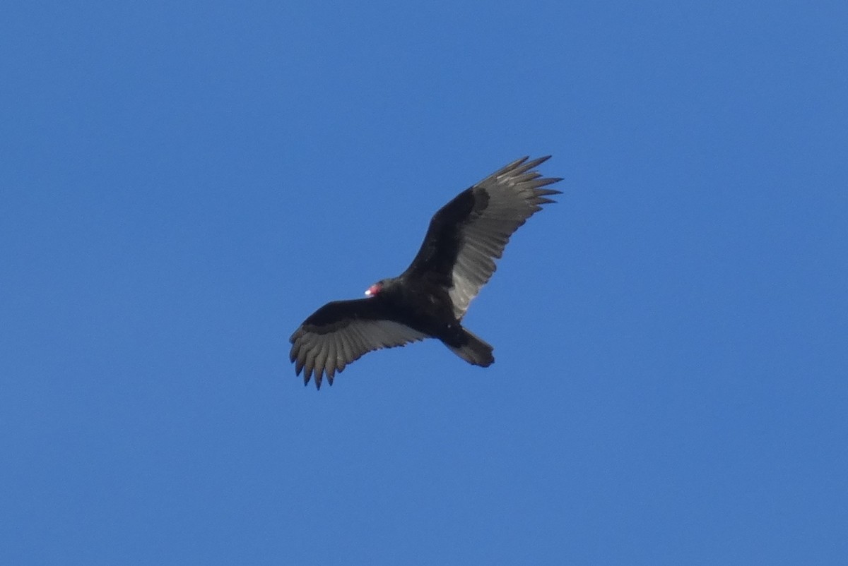 Turkey Vulture - ML517935681
