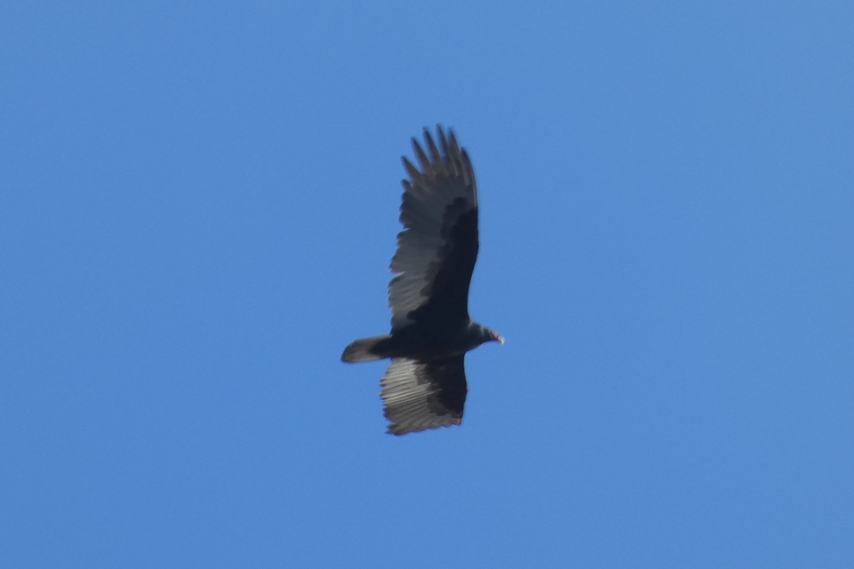 Turkey Vulture - ML517935691