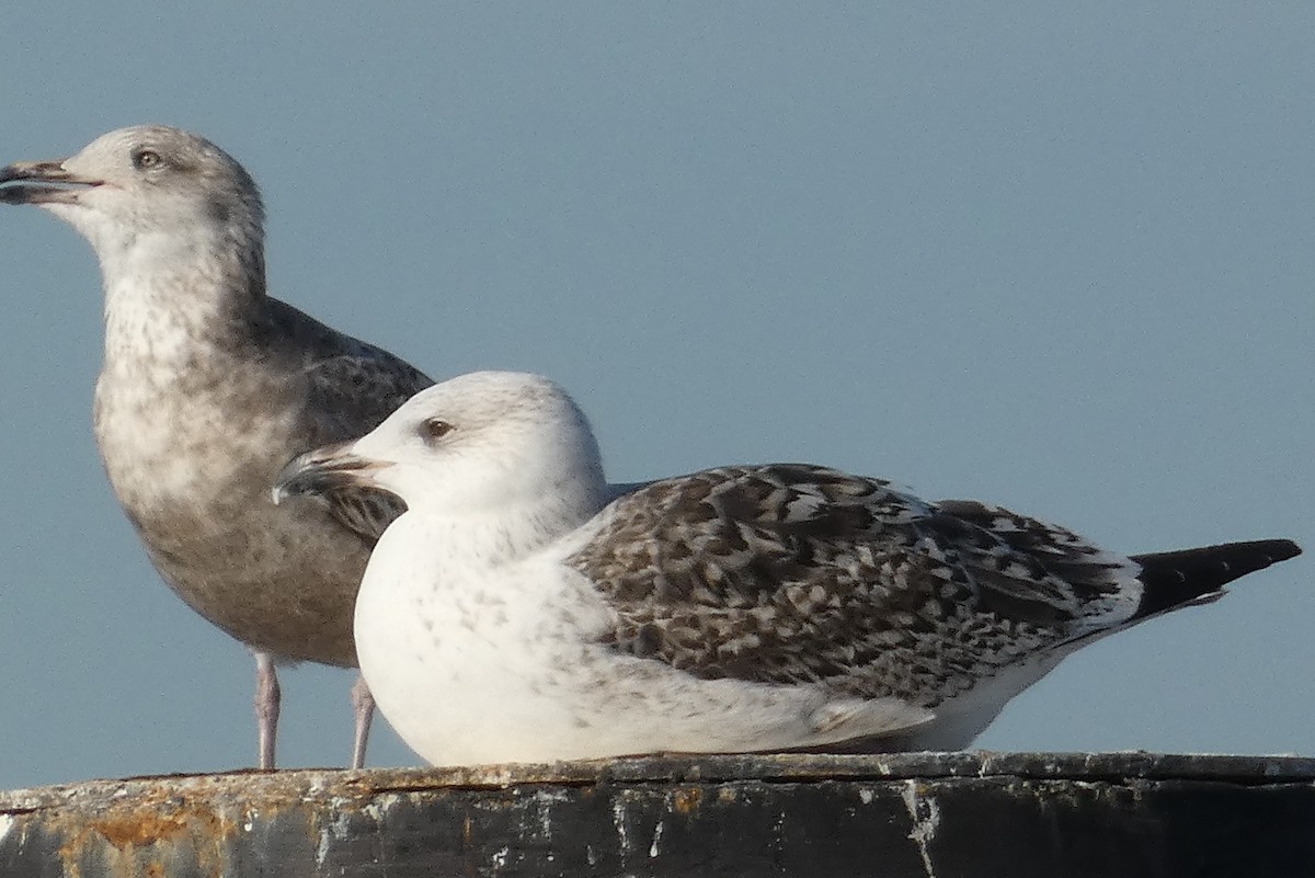 Great Black-backed Gull - ML517935791