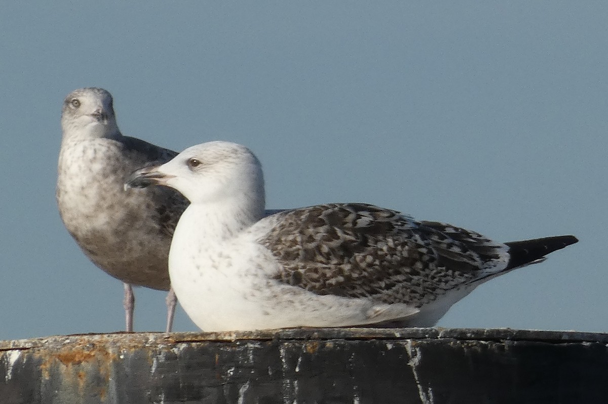 Great Black-backed Gull - ML517935801