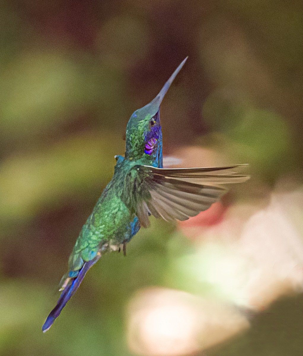 Colibrí Rutilante - ML517936181