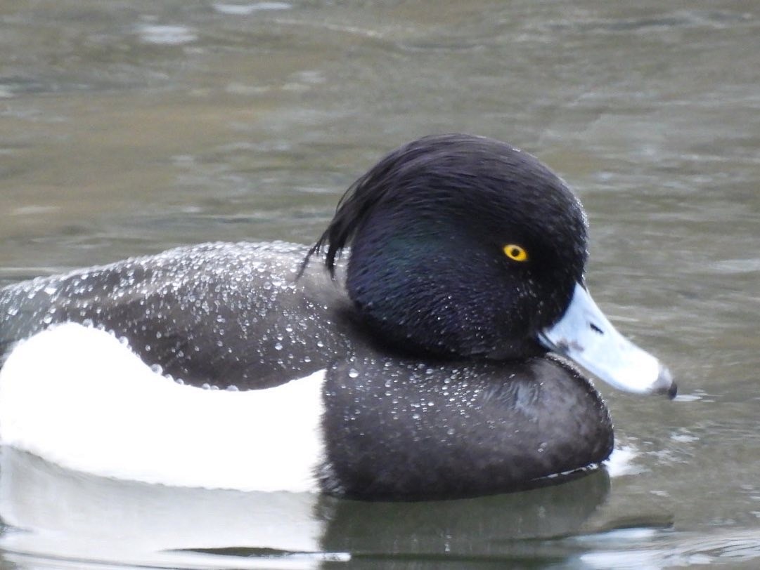 Tufted Duck - ML517937351