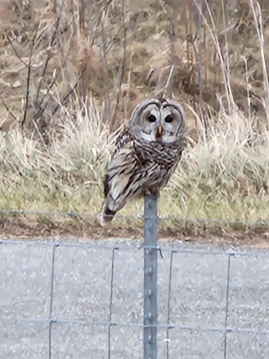 Barred Owl - ML517941101