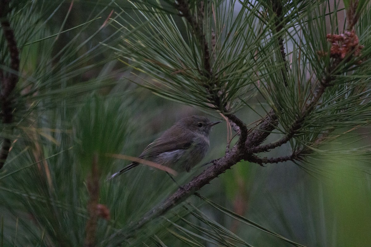 Gray Gerygone - Philipp Boersch-Supan