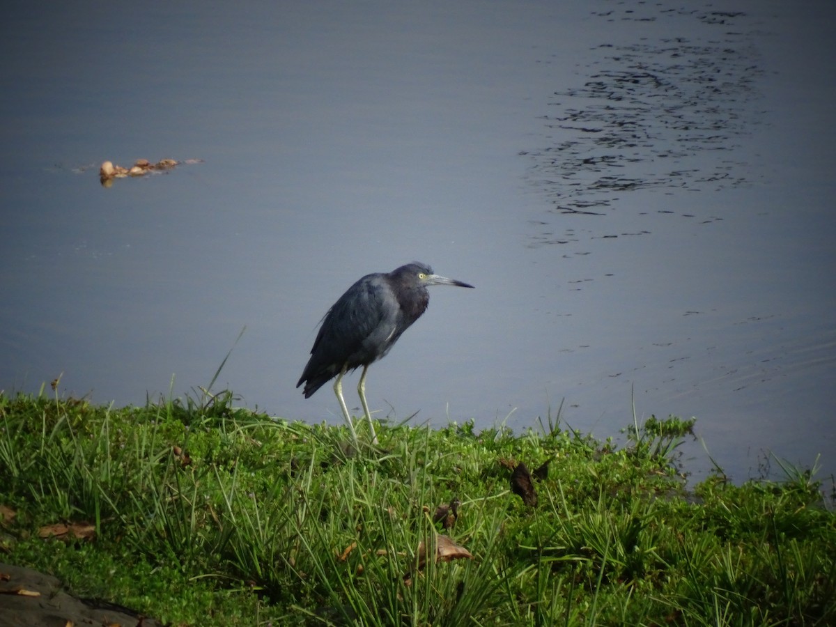 Little Blue Heron - ML517943511