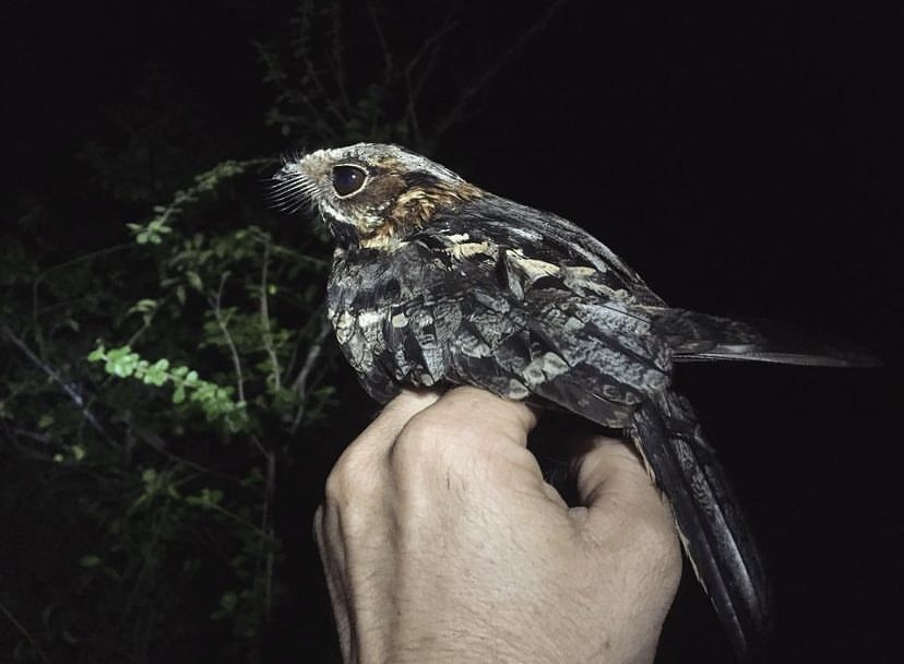 Fiery-necked Nightjar - ML517943811