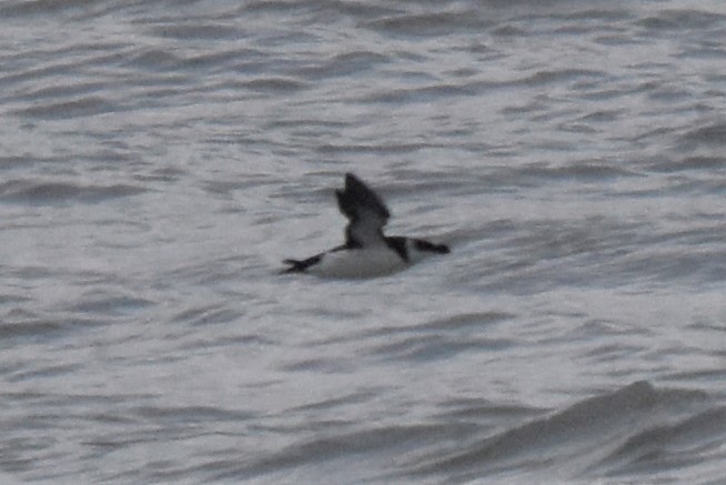 Razorbill - Wendy Skirrow