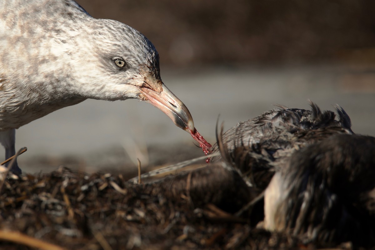 Herring Gull - Joshua Ward