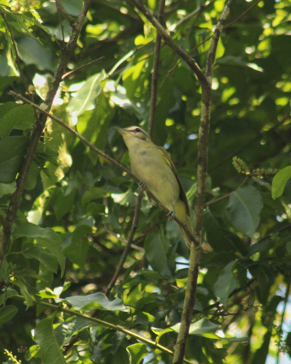 Vireo Chiví (chivi/diversus) - ML517944051