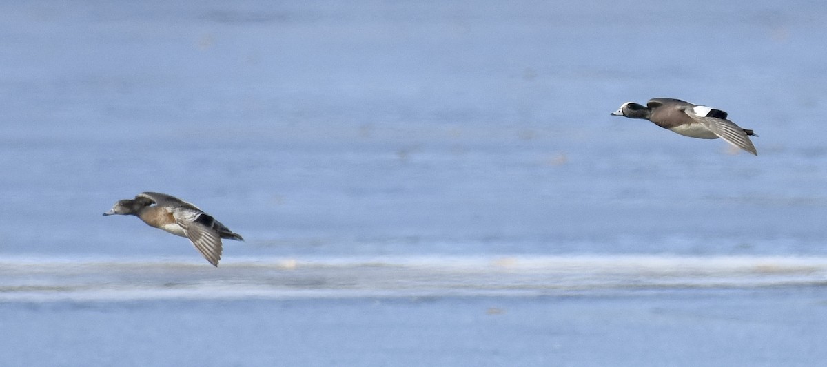 American Wigeon - ML517944411