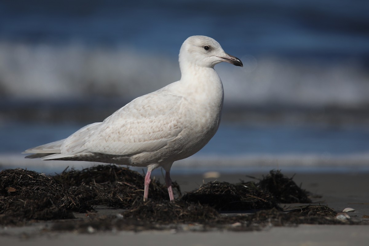 Iceland Gull - ML517944501