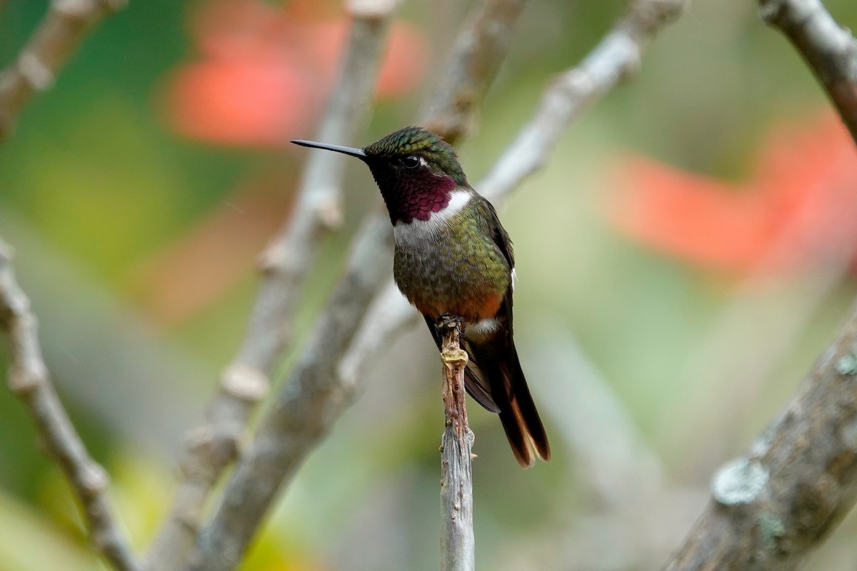 Magenta-throated Woodstar - Lindsey Schromen-Wawrin