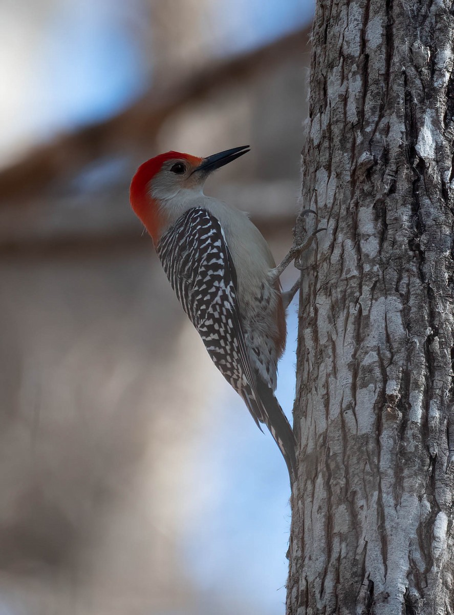 Red-bellied Woodpecker - ML517945931