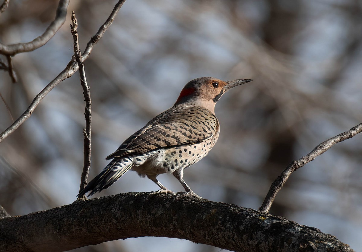 Northern Flicker - ML517945981