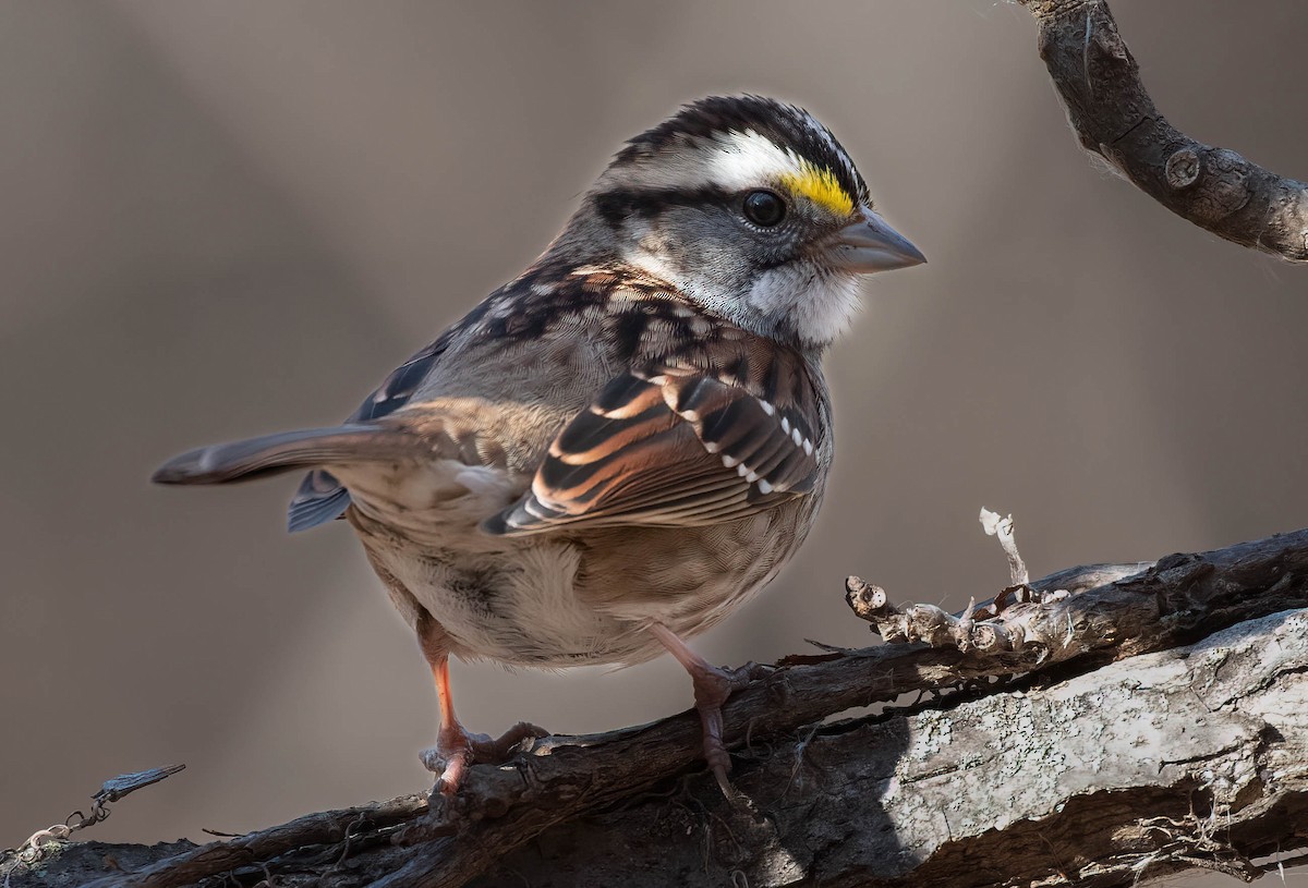 White-throated Sparrow - ML517946001