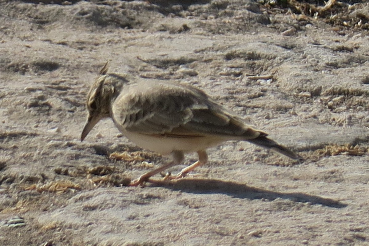 topplerke - ML517946241