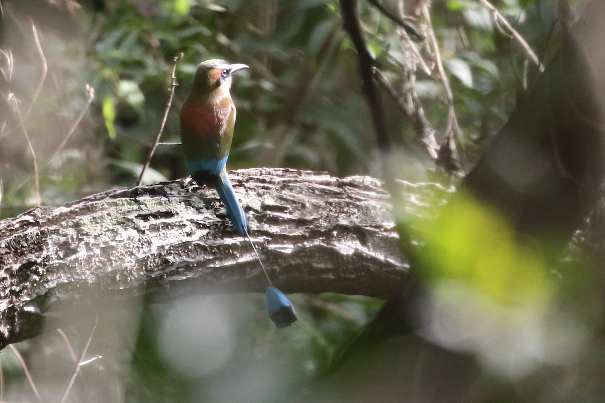 Turquoise-browed Motmot - Linda Pittman