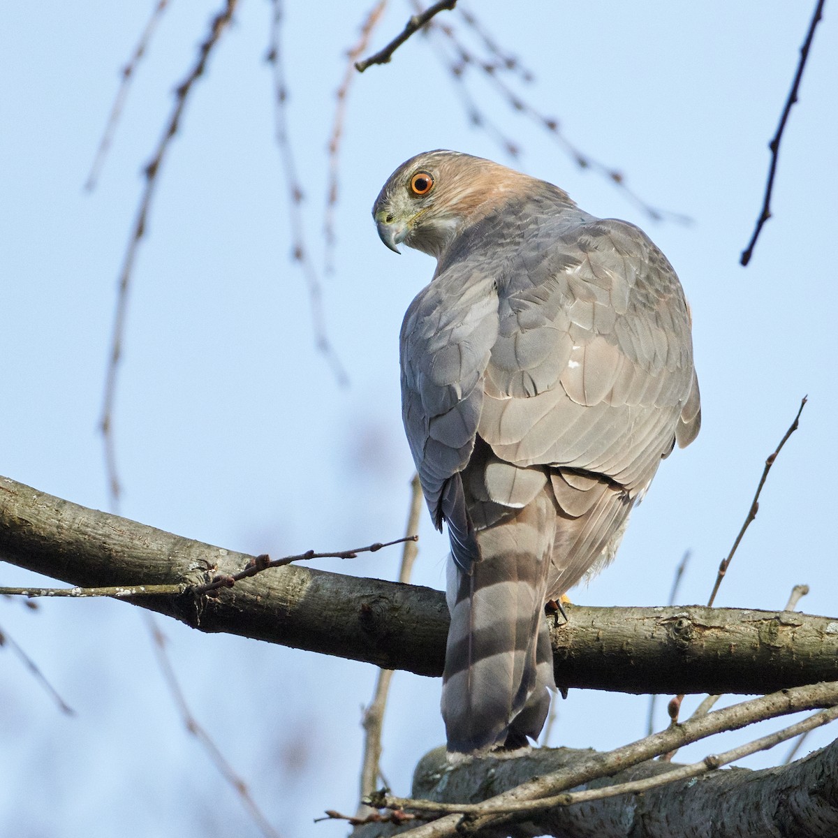 Cooper's Hawk - Ant Tab