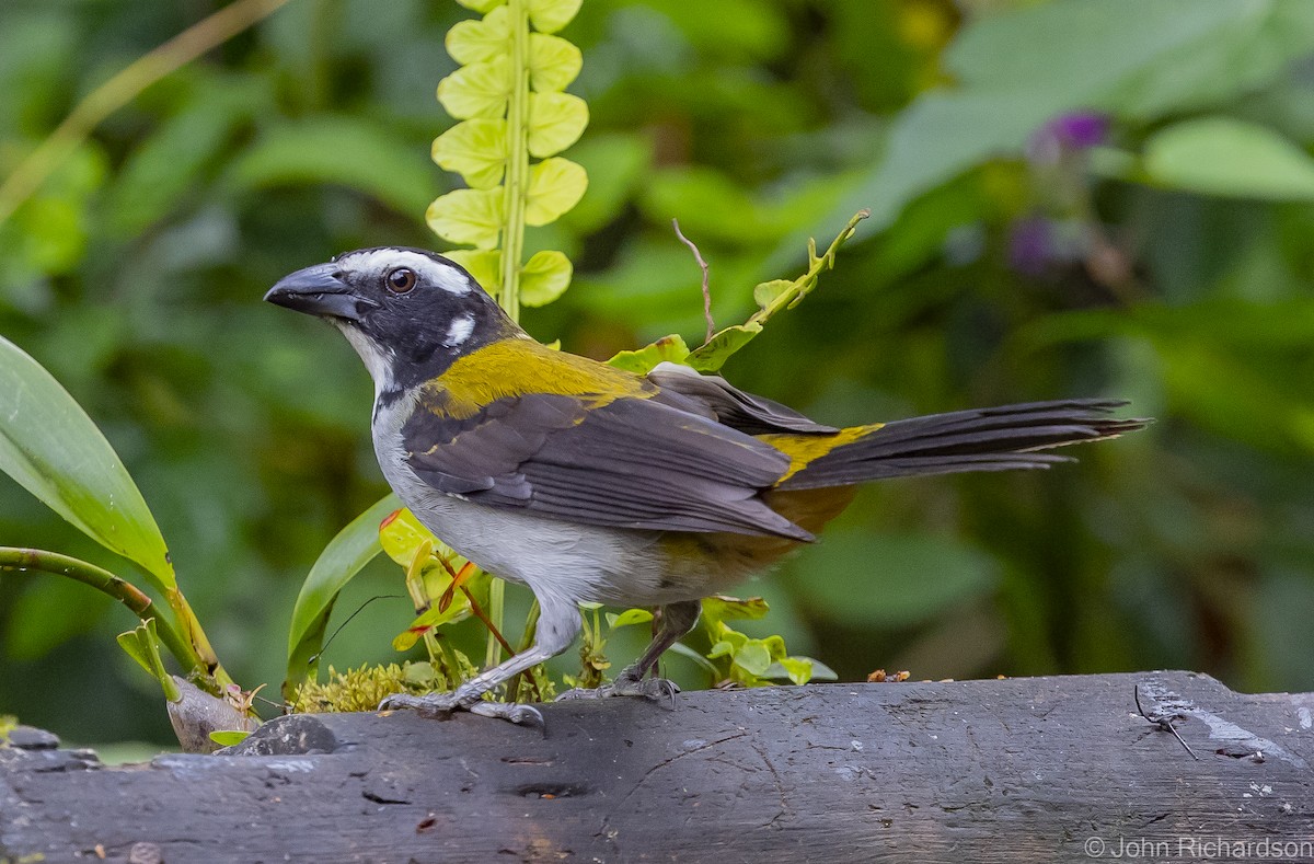 Saltator à ailes noires - ML517949701