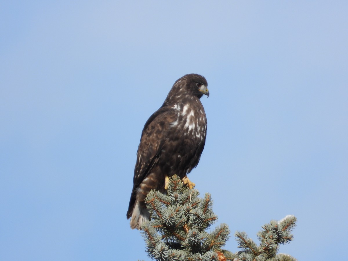 Red-tailed Hawk (Harlan's) - ML517949981