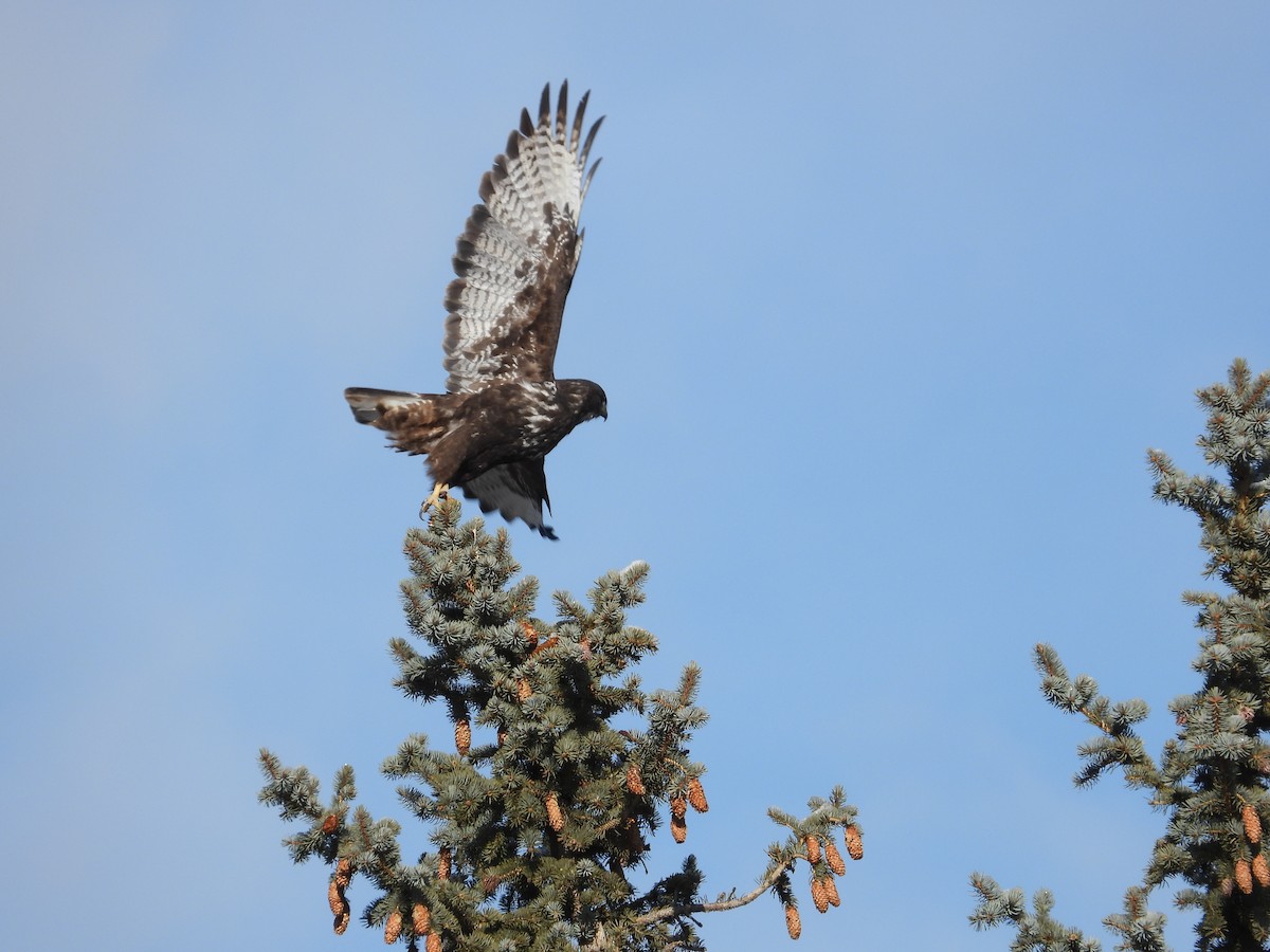 Red-tailed Hawk (Harlan's) - ML517949991