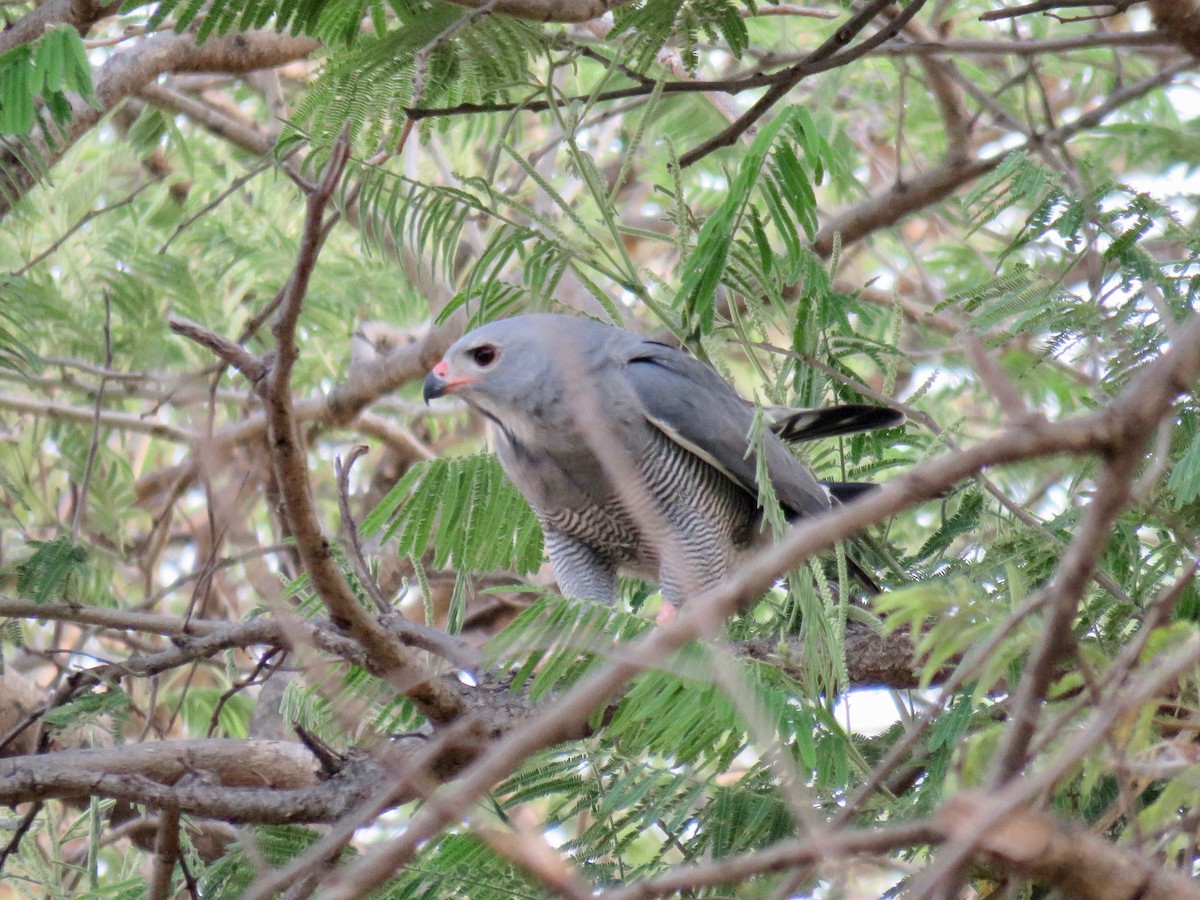 Lizard Buzzard - ML517951511