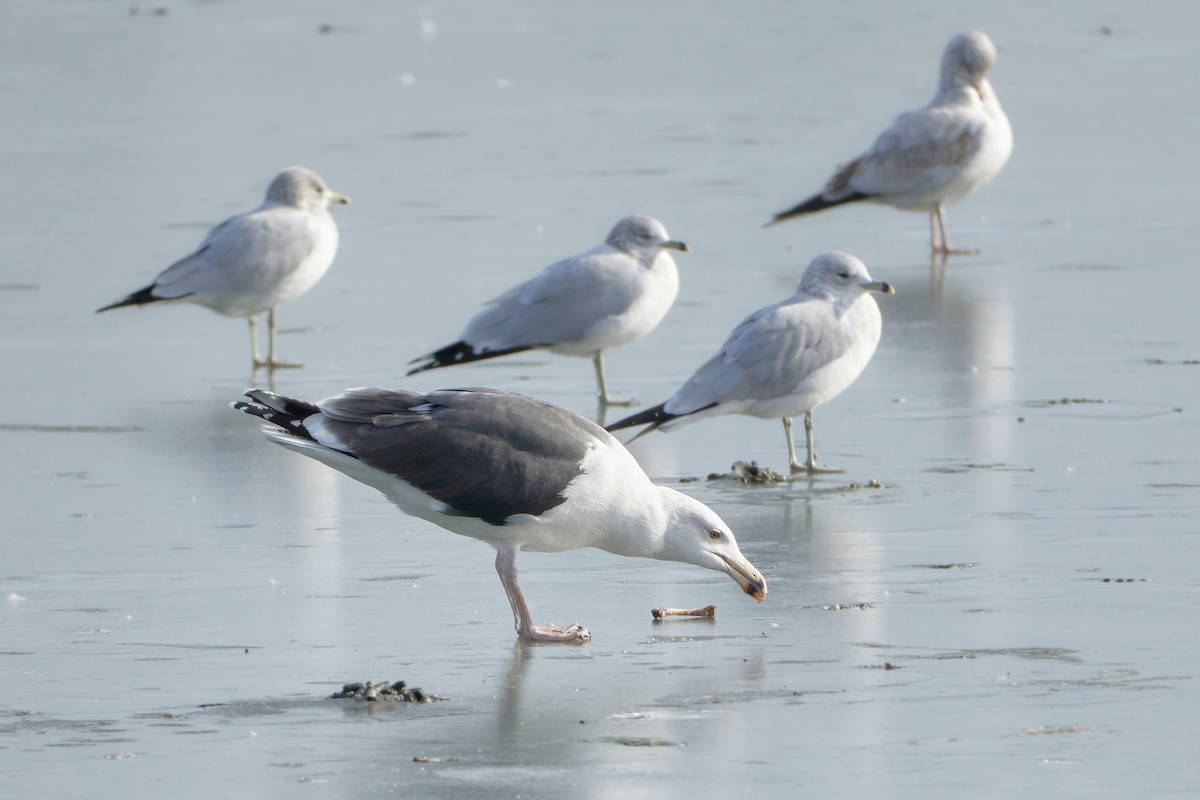 Great Black-backed Gull - Ant Tab