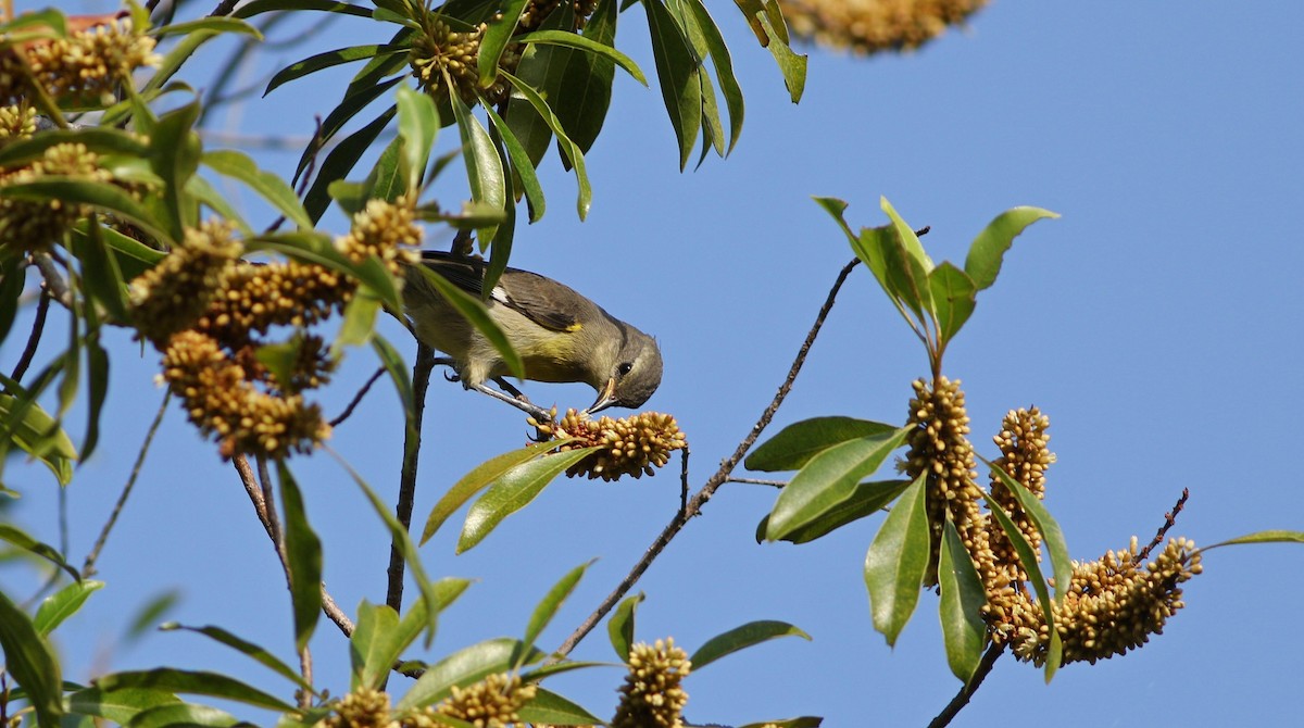 Bananaquit - ML517952251