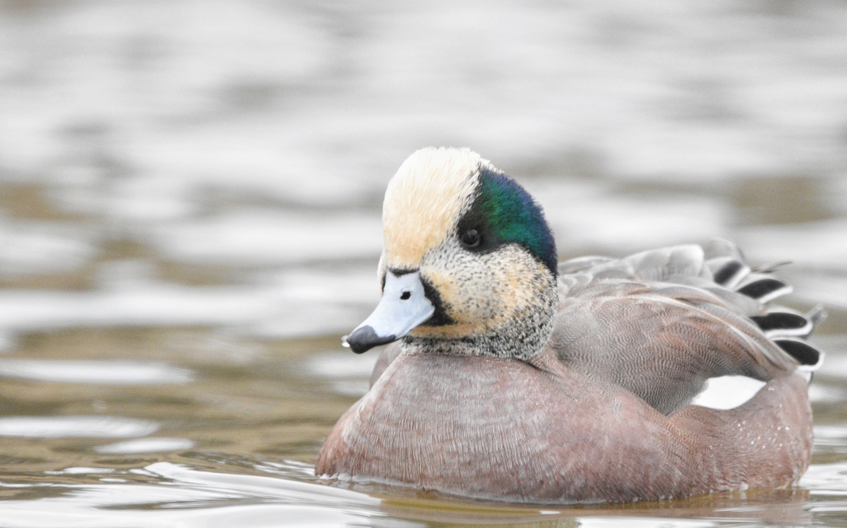 American Wigeon - ML517952561