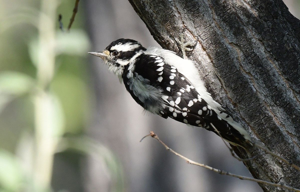 Downy Woodpecker - Kristen Cart